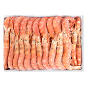 Gamba argentina nº2